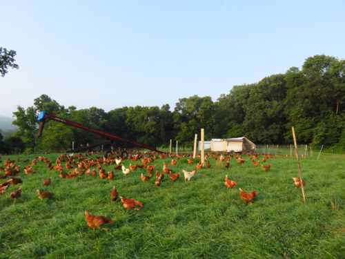 Hens ranging on pasture